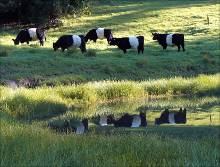 Belted Galloways at Dam