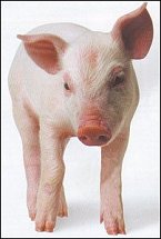 australian pig