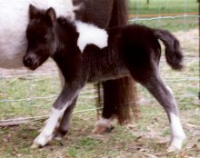 Miniature Pony Foal