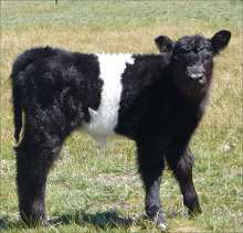 Belted Galloway Calf - Flora