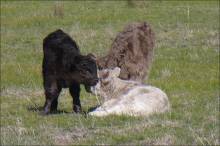 Black silver and dun calves