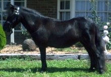 Just Jemima, registered Miniature Pony