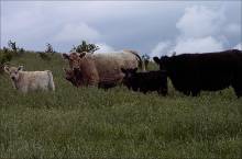 Galloway Cows