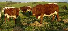 Pinzgauer Cattle Grazing