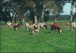 Ayrshire cattle grazing