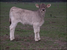 Braunvieh calf, Beauty Queen