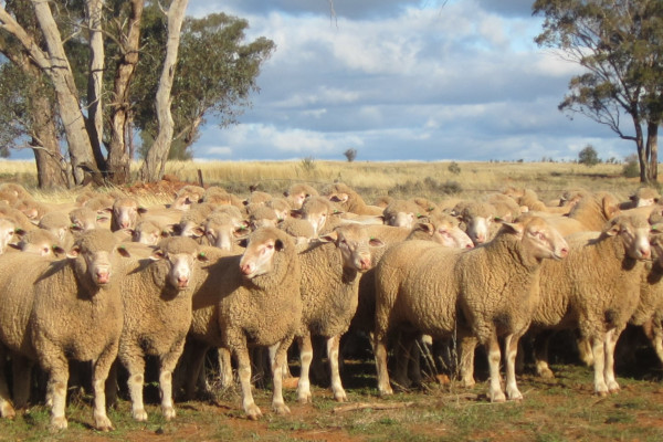 Prime SAMM sheep