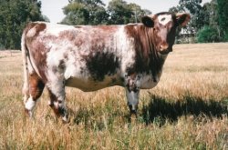 Dairy Shorthorn