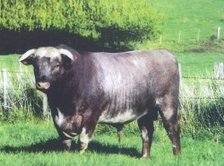 Dairy Shorthorn Bull