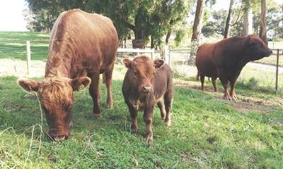 Lusatia Park Dexter cattle
