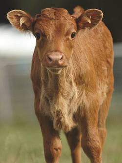 Dexter calf