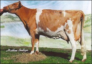 Guernsey Cow