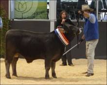 Jarome Grand Champ Bendigo 2