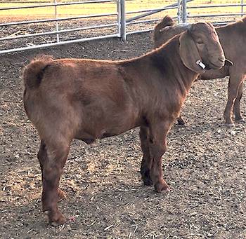 Kalahari Goat