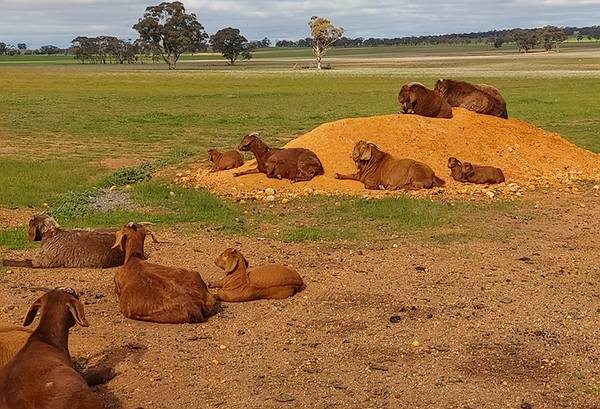 Kalahari Goats Resting
