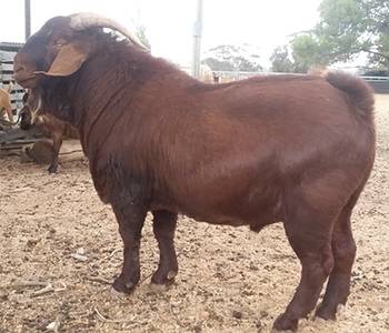 Kalahari Red Goat Buck