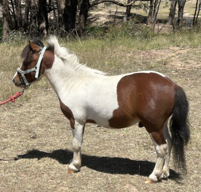 Highland Mist Picasso: an Australian Miniature Horse