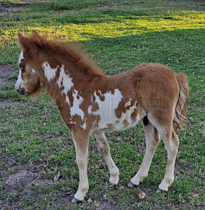 Miniature Horse foal, Highland Mist Fire N Ice