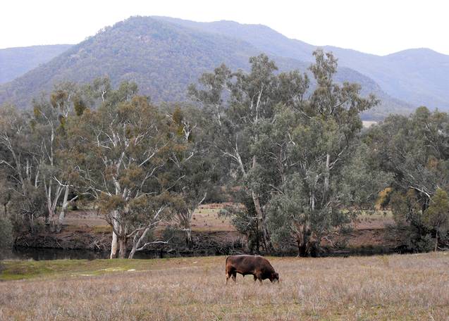 Murray Grey Scene