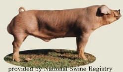 Duroc Pig Breed