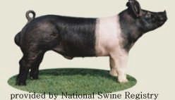 Hampshire Pig Breed