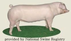 Landrace Pig Breed