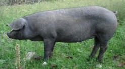 Large Black Pig Breed