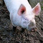 Large White Pig Breed