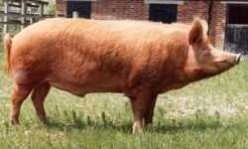 Tamworth Pig Breed
