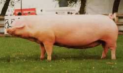 Welsh Pig Breed
