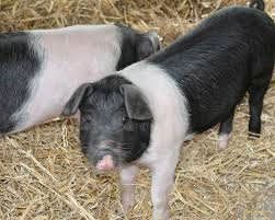 Wwessex Saddleback Pig Breed