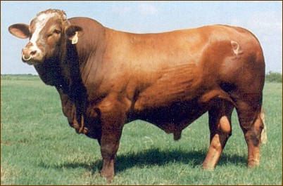 Simbra bull